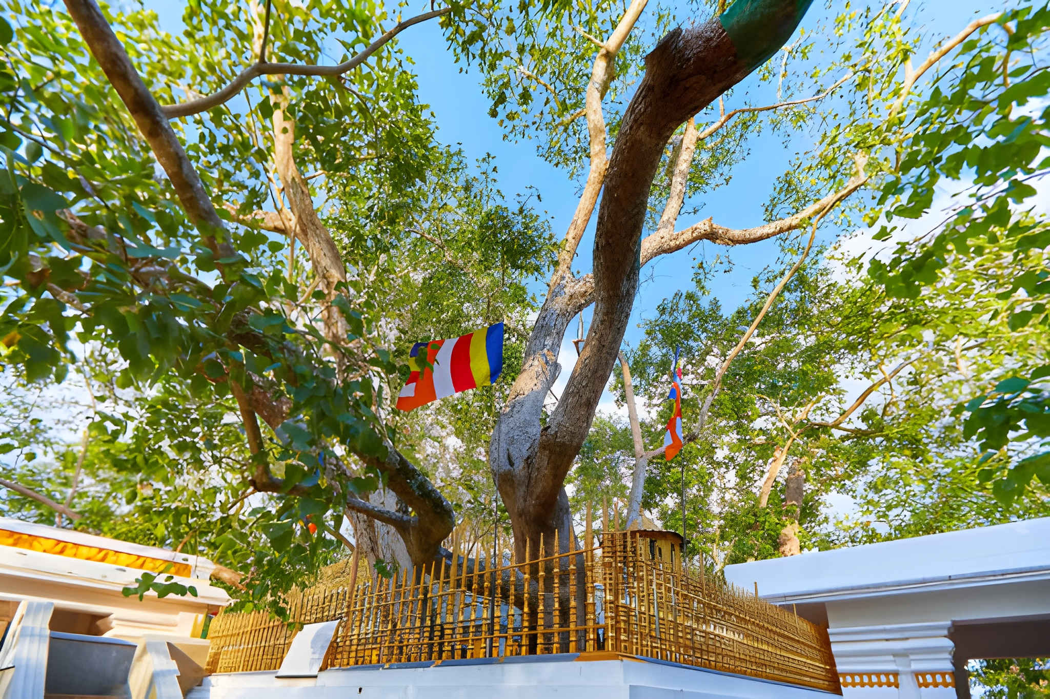 Sri Maha Bodhiya
